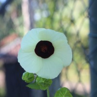 Hibiscus vitifolius L.